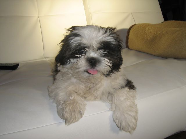 Lola (marec 2010) - foto