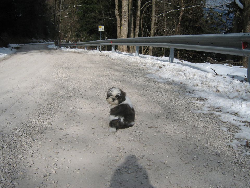 Lola (marec 2010) - foto povečava