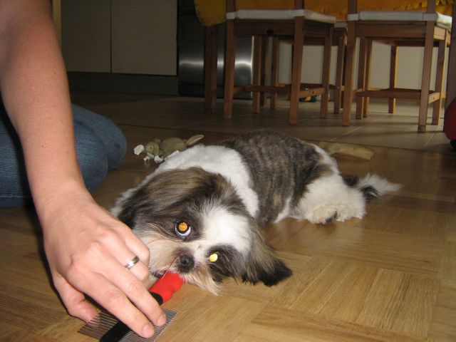 Lola (maj 2010) - foto