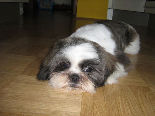 Lola (maj 2010) - foto