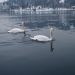 WORLD WINTER SWIMMING CHAMPIONSHIP BLED 2010