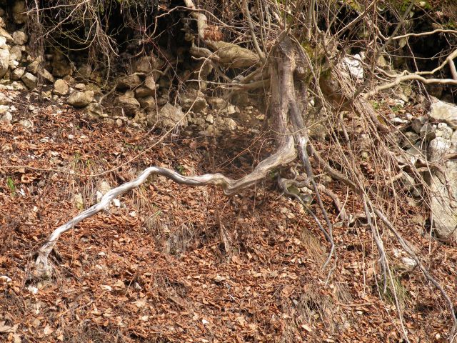 žirovnica, Žirovniški potok 17.3.10 - foto