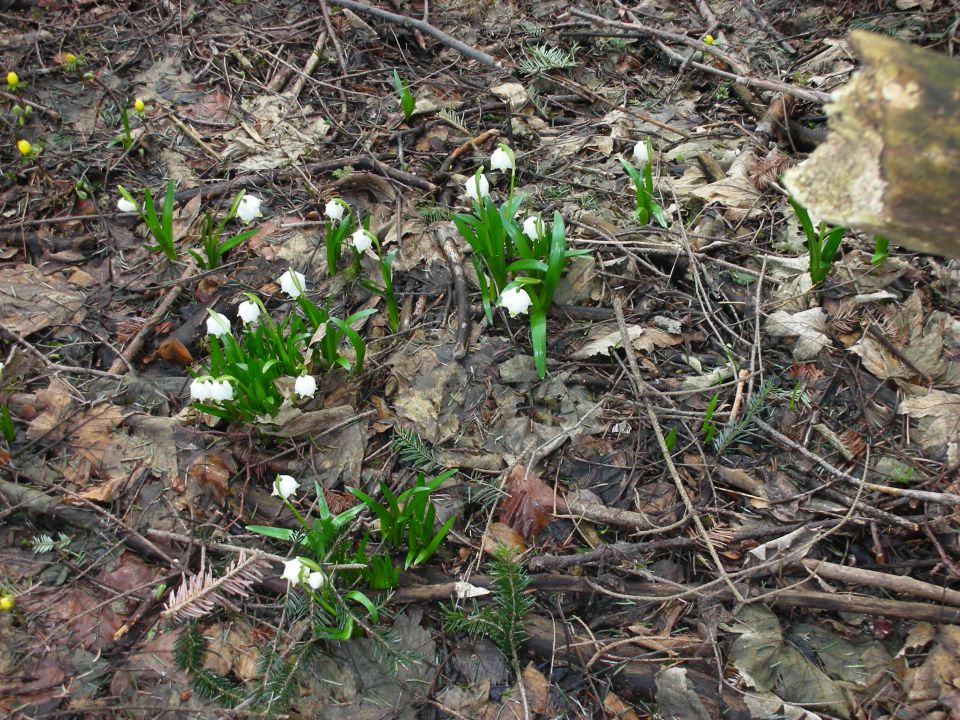 Bohor , Javornik 22.3.10 - foto povečava