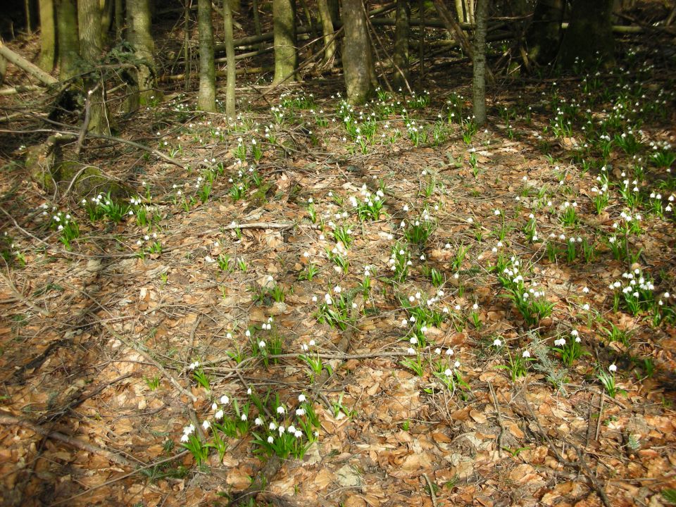 Bohor , Javornik 22.3.10 - foto povečava