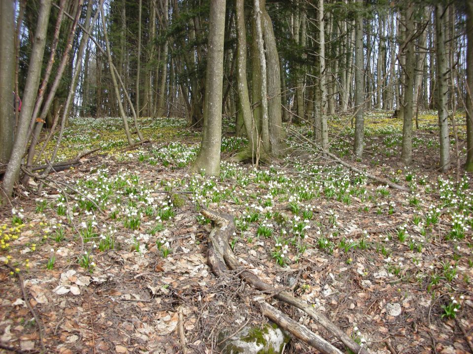 Bohor , Javornik 22.3.10 - foto povečava