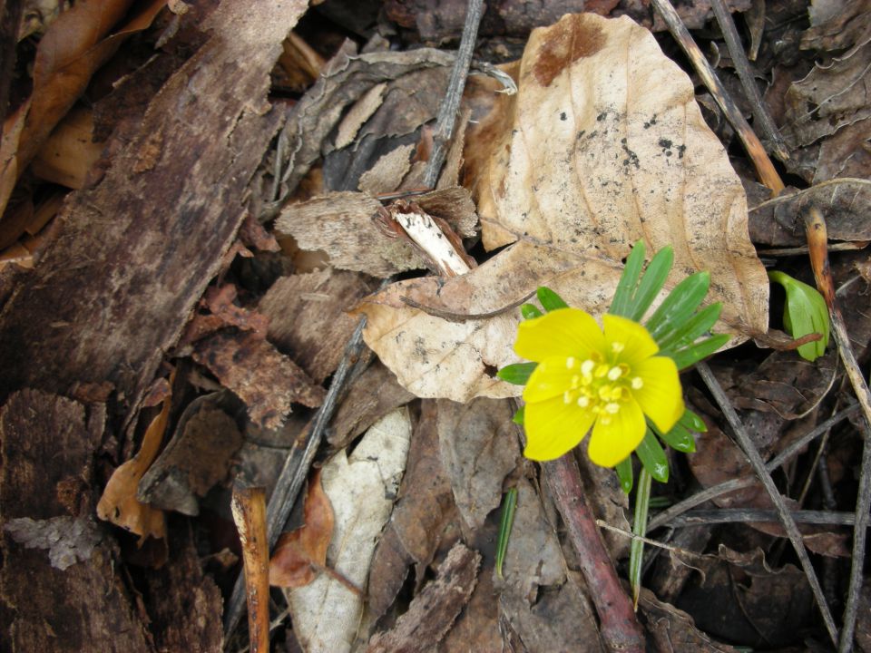 Bohor , Javornik 22.3.10 - foto povečava