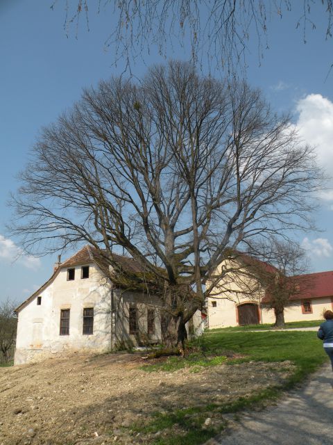 Brestaniška grad - foto