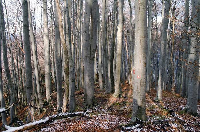 Lovrenc, V. Kozje - foto povečava