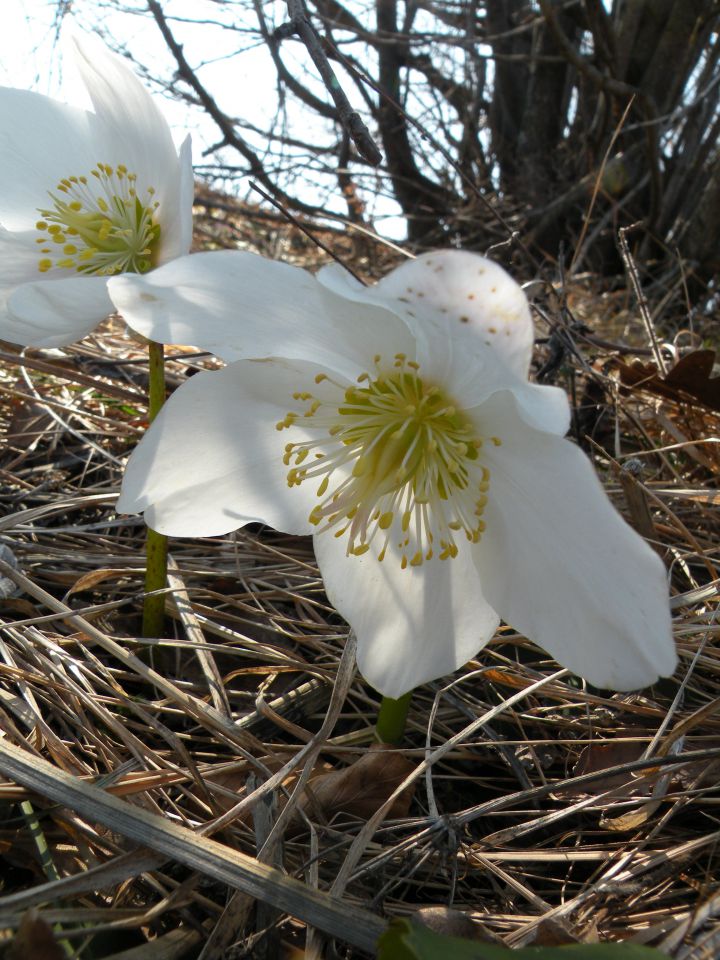 23.3.11 Jarice na Bohorju - foto povečava