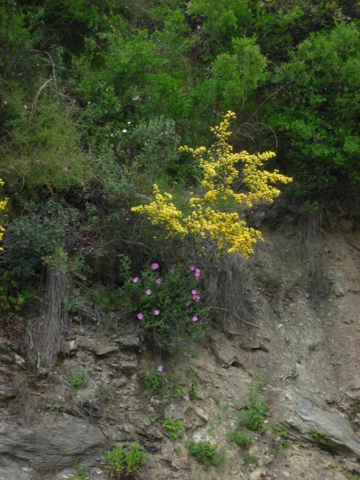 Korzika, Sardinija 12.,13.5.2011 - foto povečava