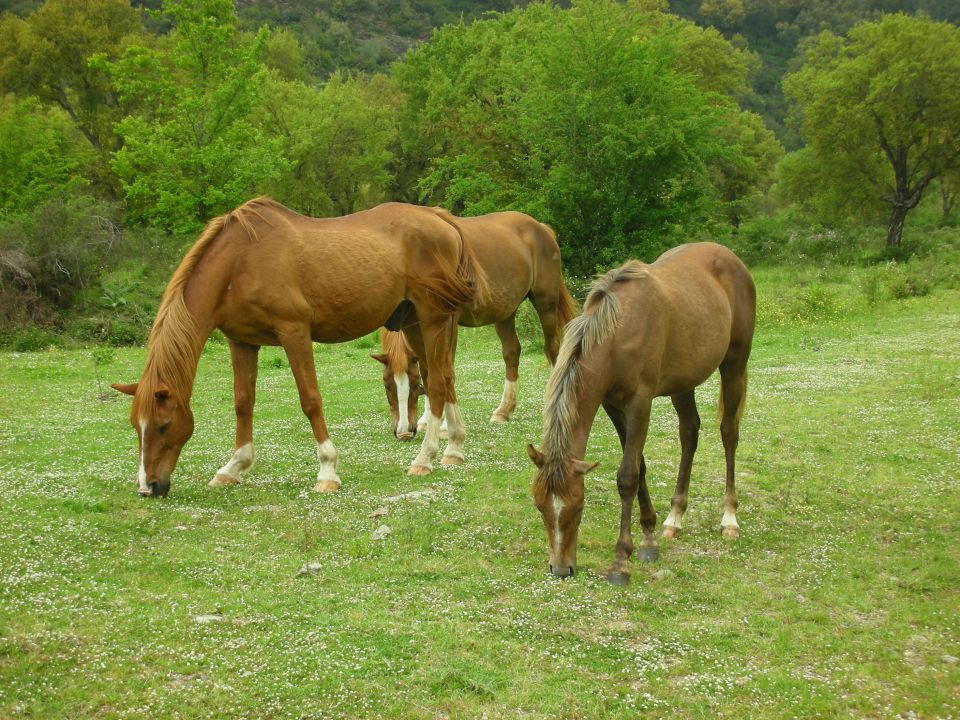 Korzika, Sardinija 12.,13.5.2011 - foto povečava