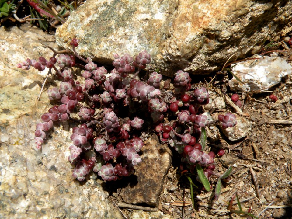 Korzika,Sardinija 15.5.2011 - foto povečava