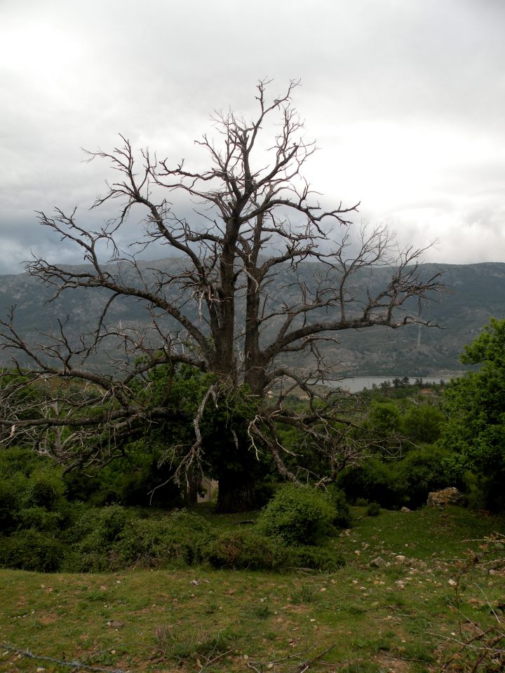 Korzika,Sardinija 15.5.2011 - foto povečava