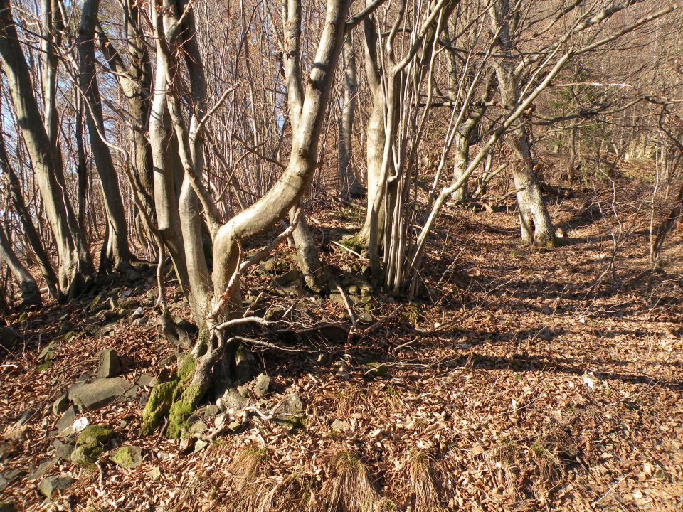 Orešje ned Sevnico 29.2.2012 - foto povečava