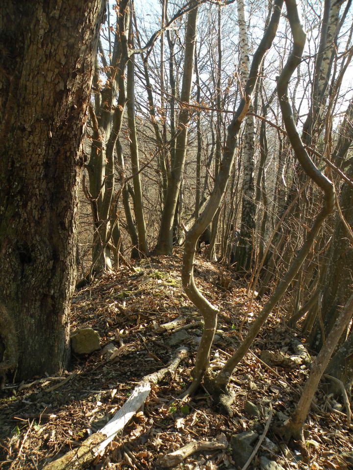 Orešje ned Sevnico 29.2.2012 - foto povečava