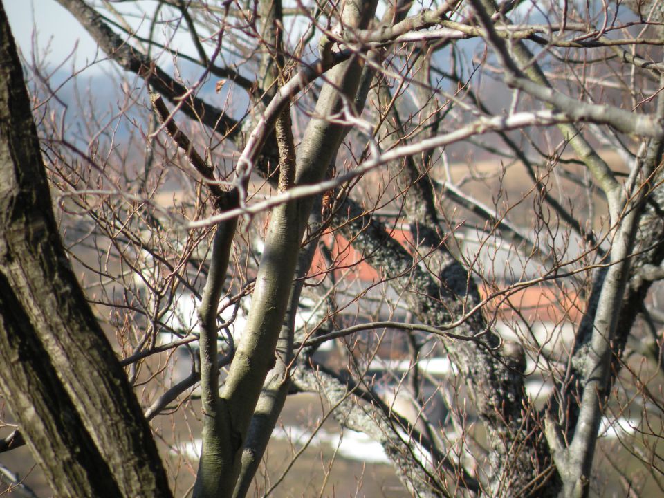 Orešje ned Sevnico 29.2.2012 - foto povečava