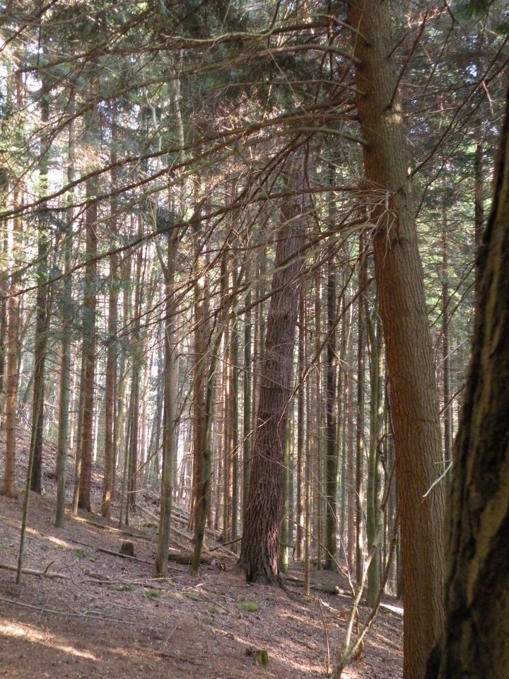 Čagoški potok, Ponikve pri Studencu - foto povečava