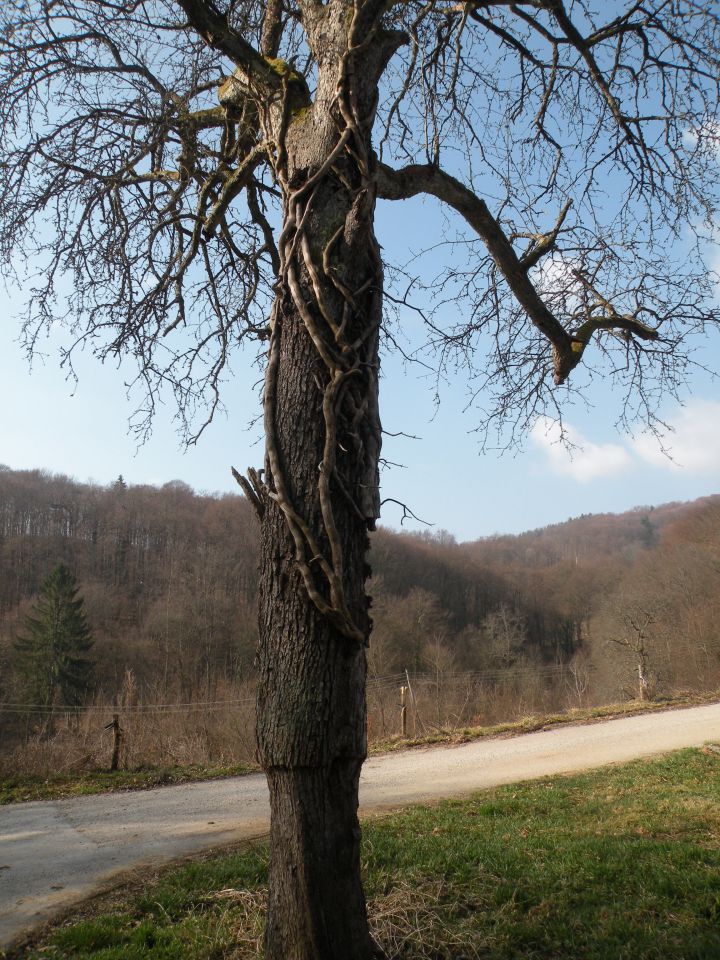 Čagoški potok, Ponikve pri Studencu - foto povečava