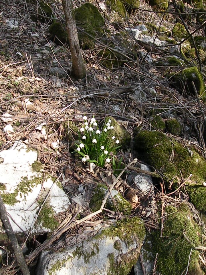 Bohor - jarice - foto povečava