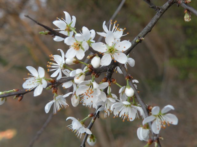 Vrtača, Pečje 28.3.12 - foto