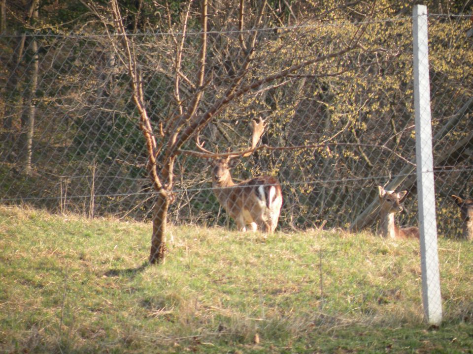 Vrtača, Pečje 28.3.12 - foto povečava