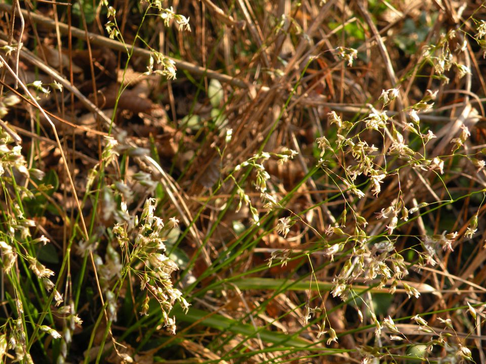 Vrtača, Pečje 28.3.12 - foto povečava