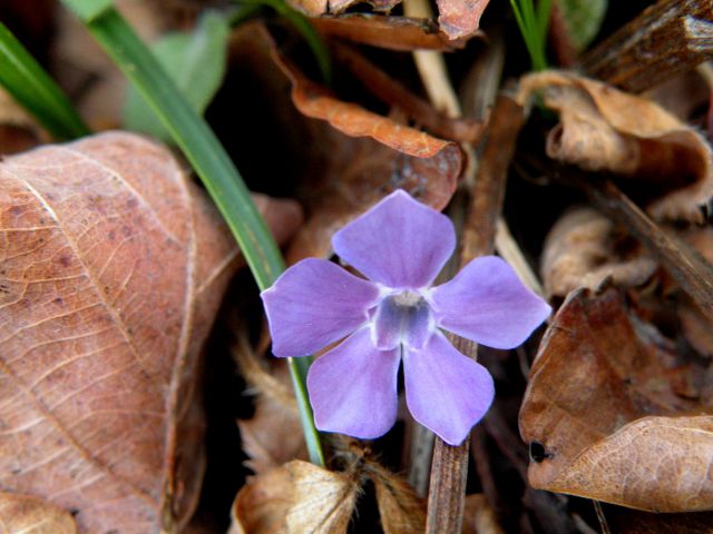 Vrtača, Pečje 28.3.12 - foto