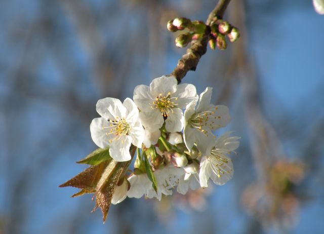 Vrtača, Pečje 28.3.12 - foto