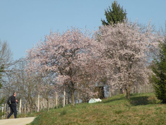 Vrtača, Pečje 28.3.12 - foto