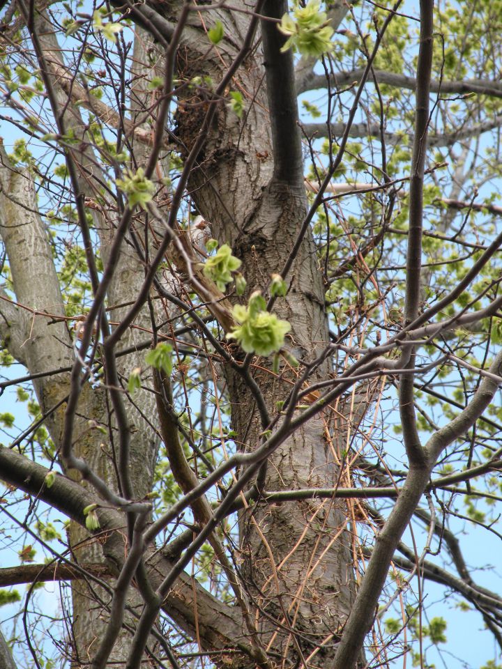 Laze 5.4.2012 - foto povečava