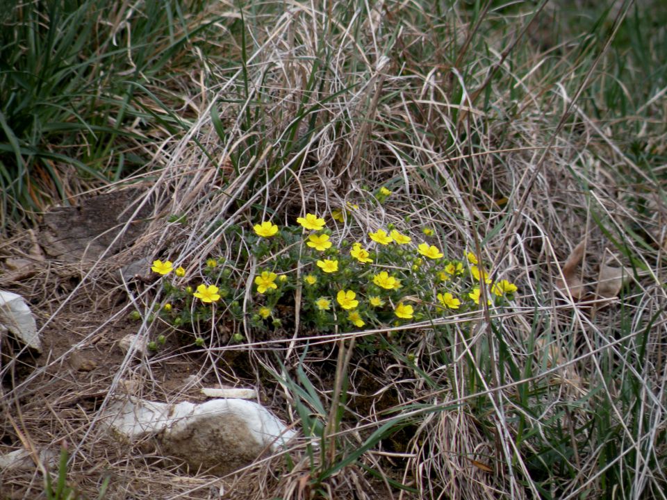 Laze 5.4.2012 - foto povečava