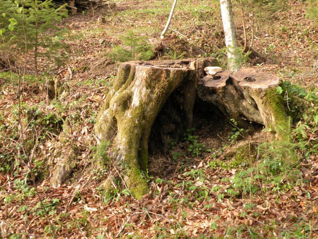 žigarski vrh, Gračka gora 11.4.12 - foto