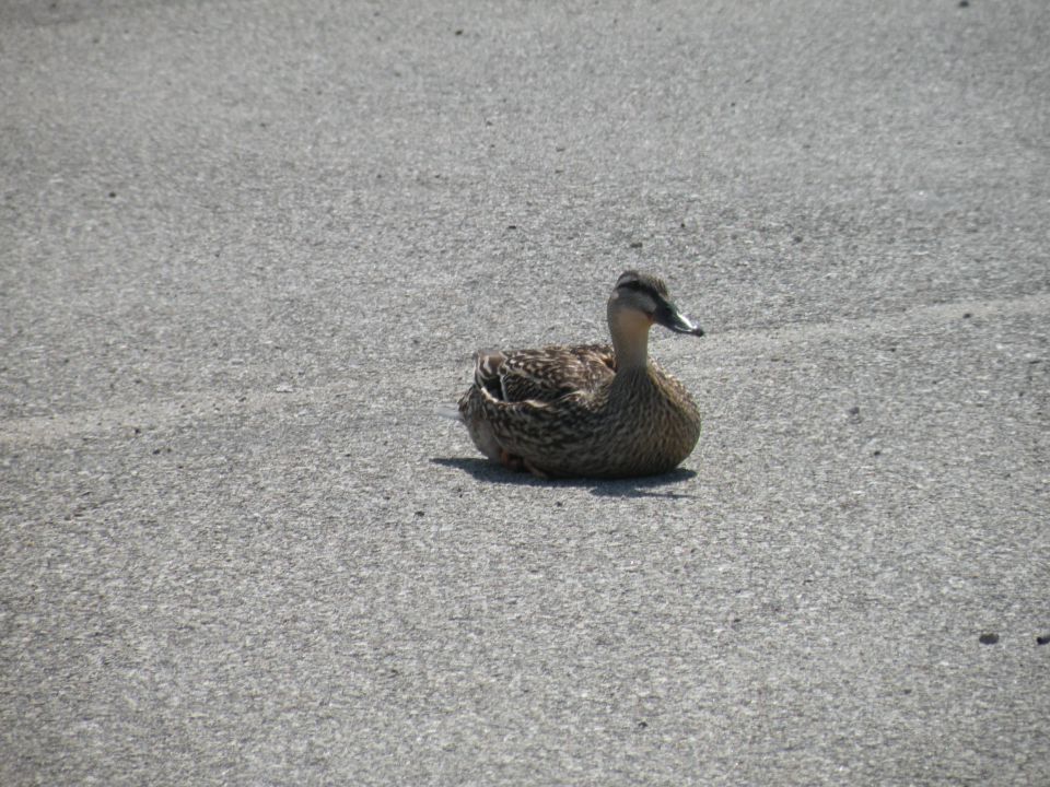 Irska 15.,16.5.12 - foto povečava