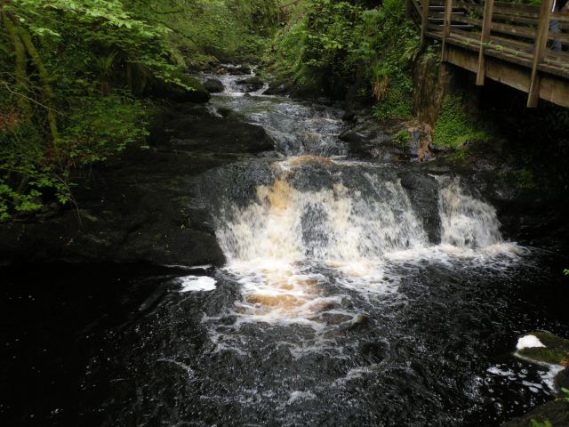 Irska 19.5.12 Glenariff Forest Park - foto
