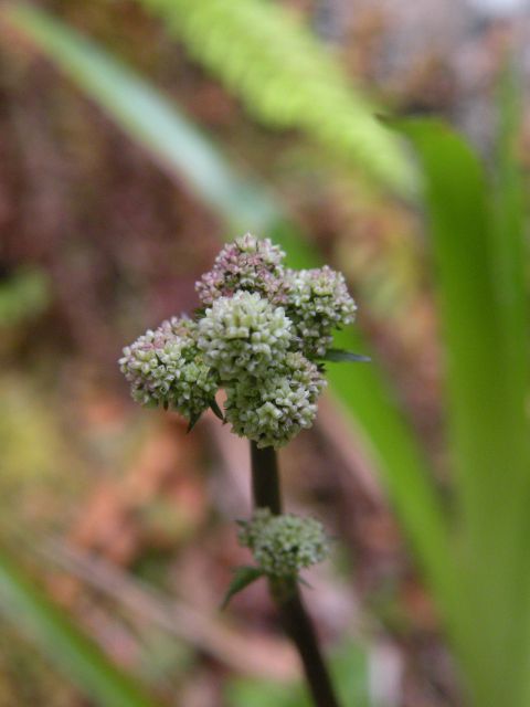 Irska 19.5.12 Glenariff Forest Park - foto