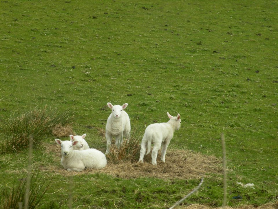 Irska 20.5.12 - foto povečava