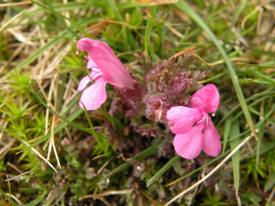 Irska 21.5.12 - foto povečava