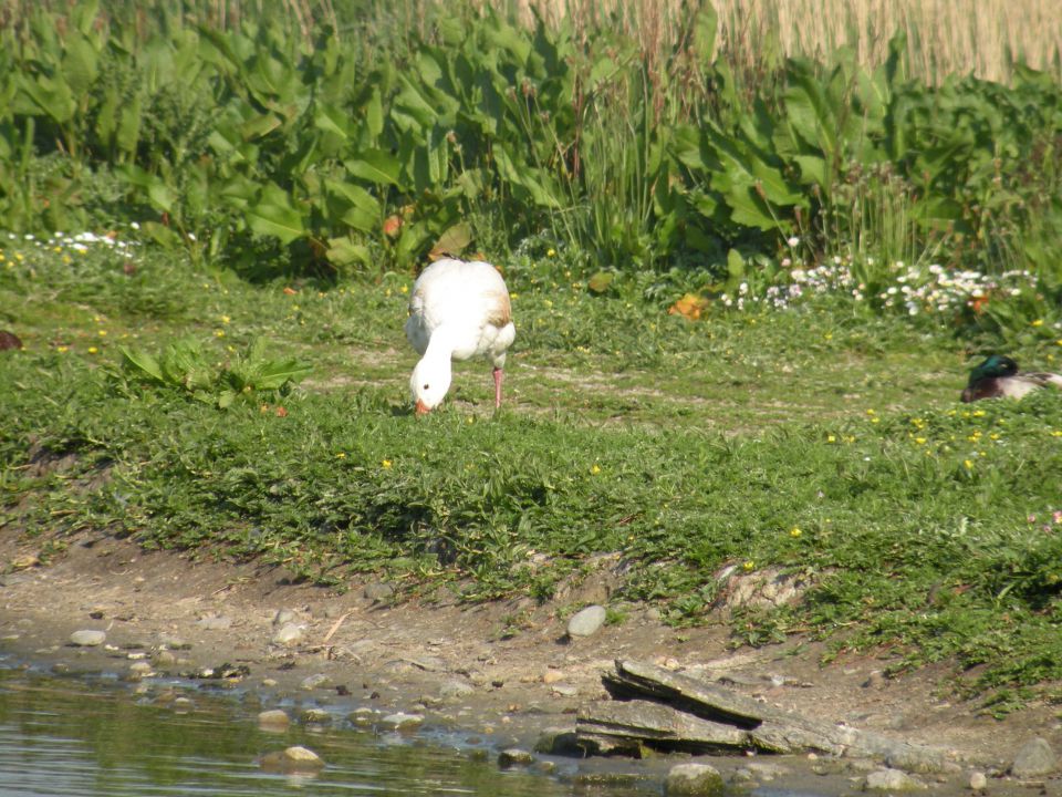 Irska 27.5.12 - foto povečava