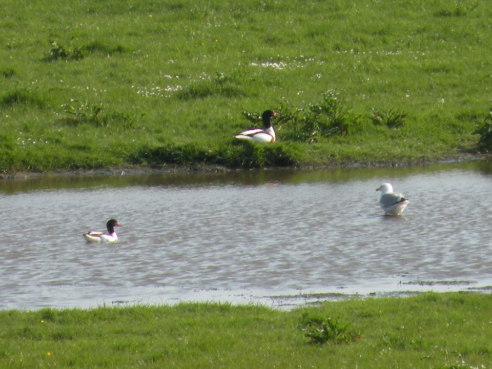 Irska 27.5.12 - foto povečava