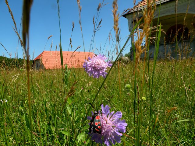 16.6.12 litopunkturni kamni - foto