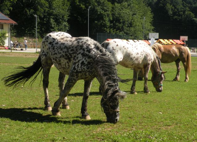 16.6.12 SLO srečanje biodinamikov - foto