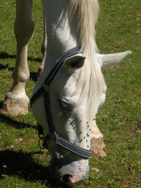 16.6.12 SLO srečanje biodinamikov - foto