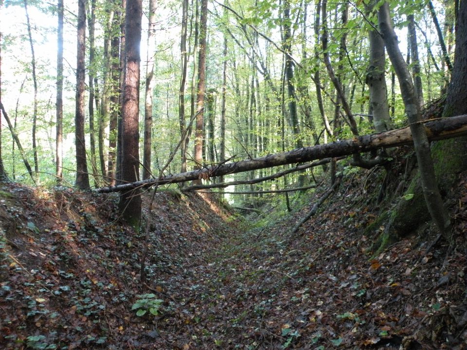 Škovec pri Tržišču17.10.12 - foto povečava