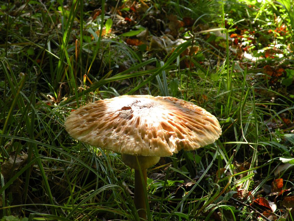 Škovec pri Tržišču17.10.12 - foto povečava