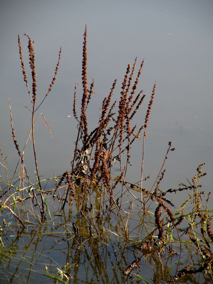 8.11.12 Kamensko - foto povečava