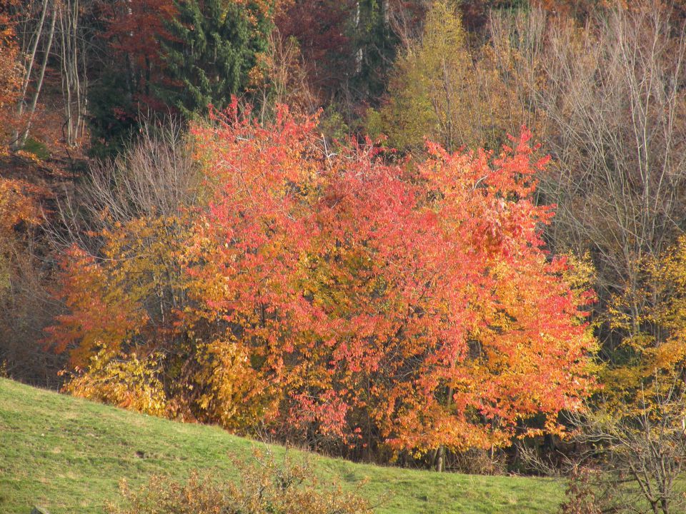 14.11.12 Leskovec - foto povečava