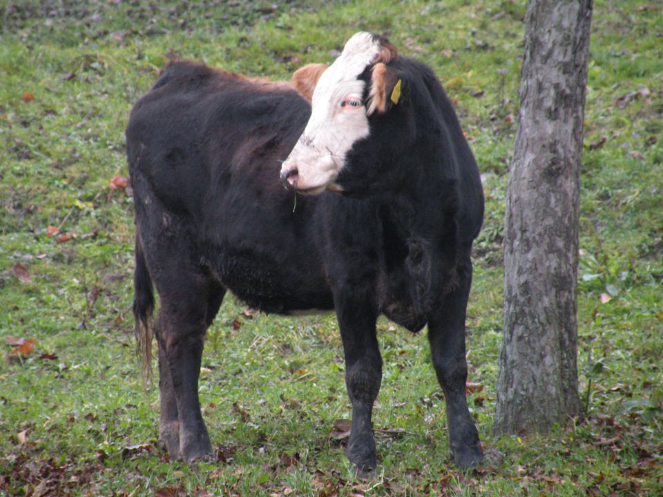 Janez - Osredek 17.10.12  - foto povečava