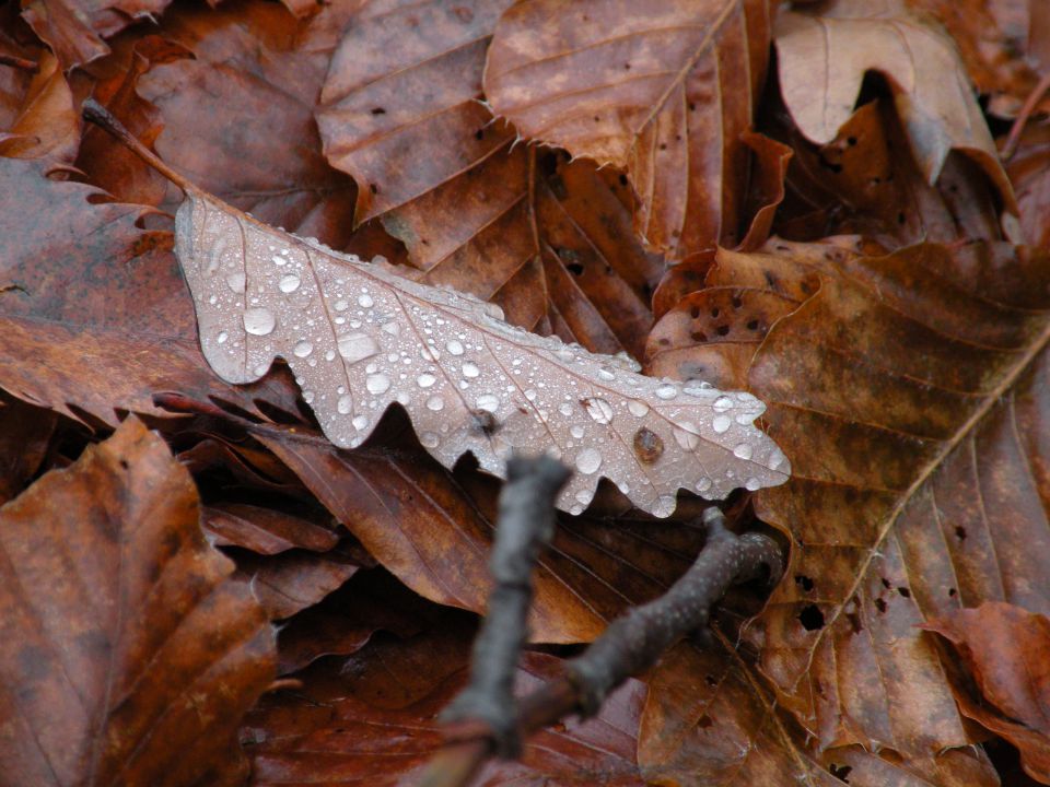 Janez - Osredek 17.10.12  - foto povečava