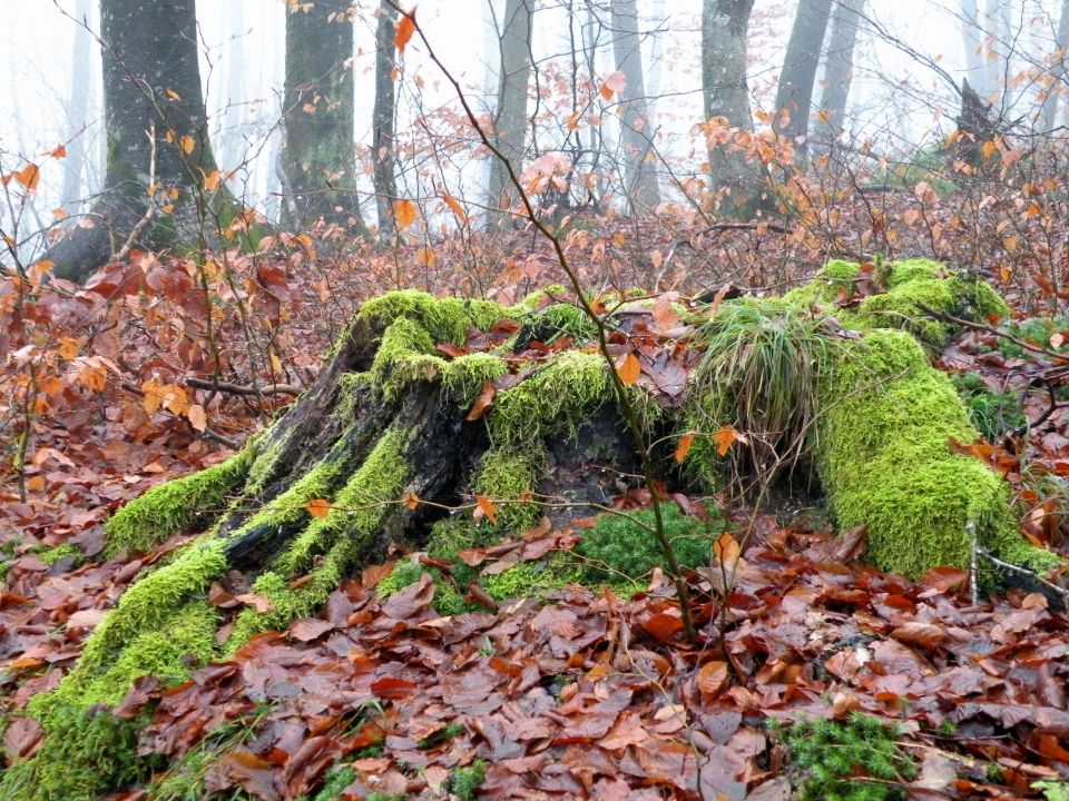 Jablanca 19.12.12 - foto povečava