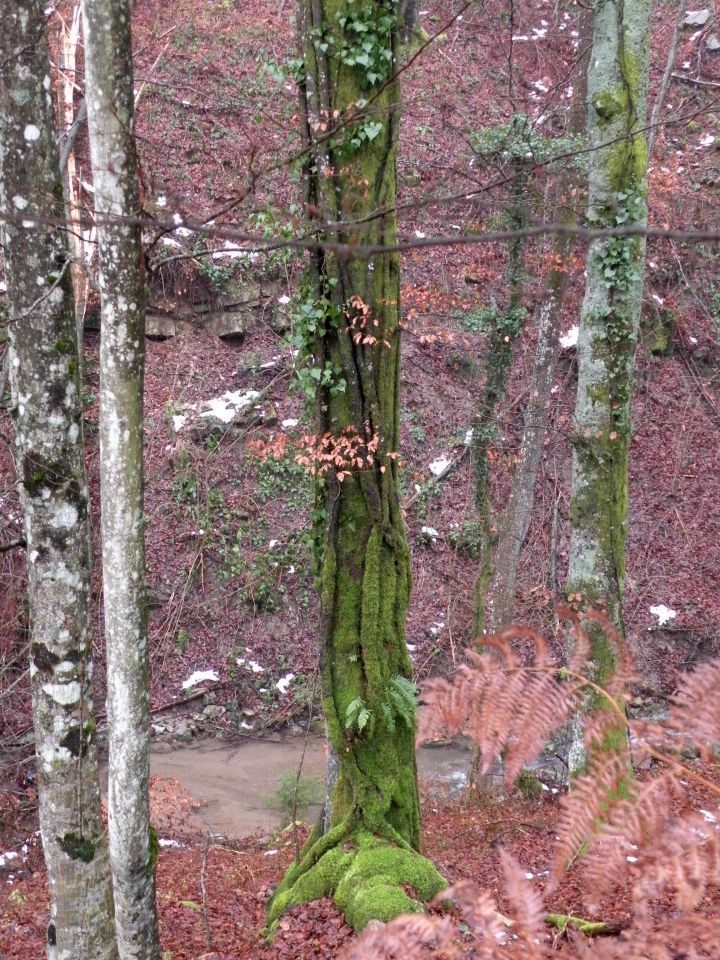 Jablanca 19.12.12 - foto povečava